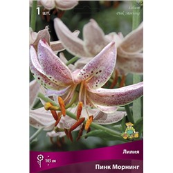 Лилия видовая Пинк Морнинг( кремово-роз, с пурпурным крапом) 1шт Поиск